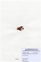 藏品(唇孢藻)的圖片